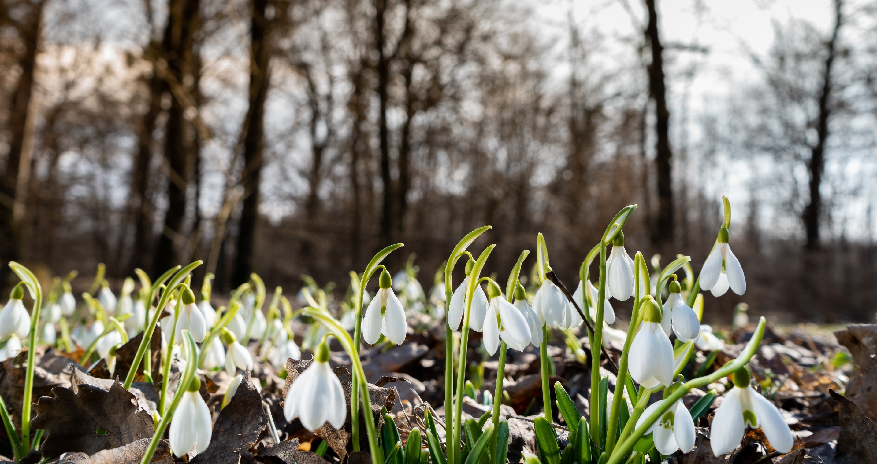 Snowdrops in wood